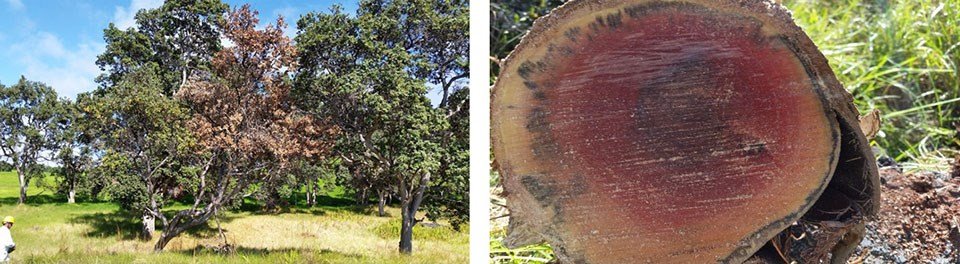 Center tree experiencing ROD.